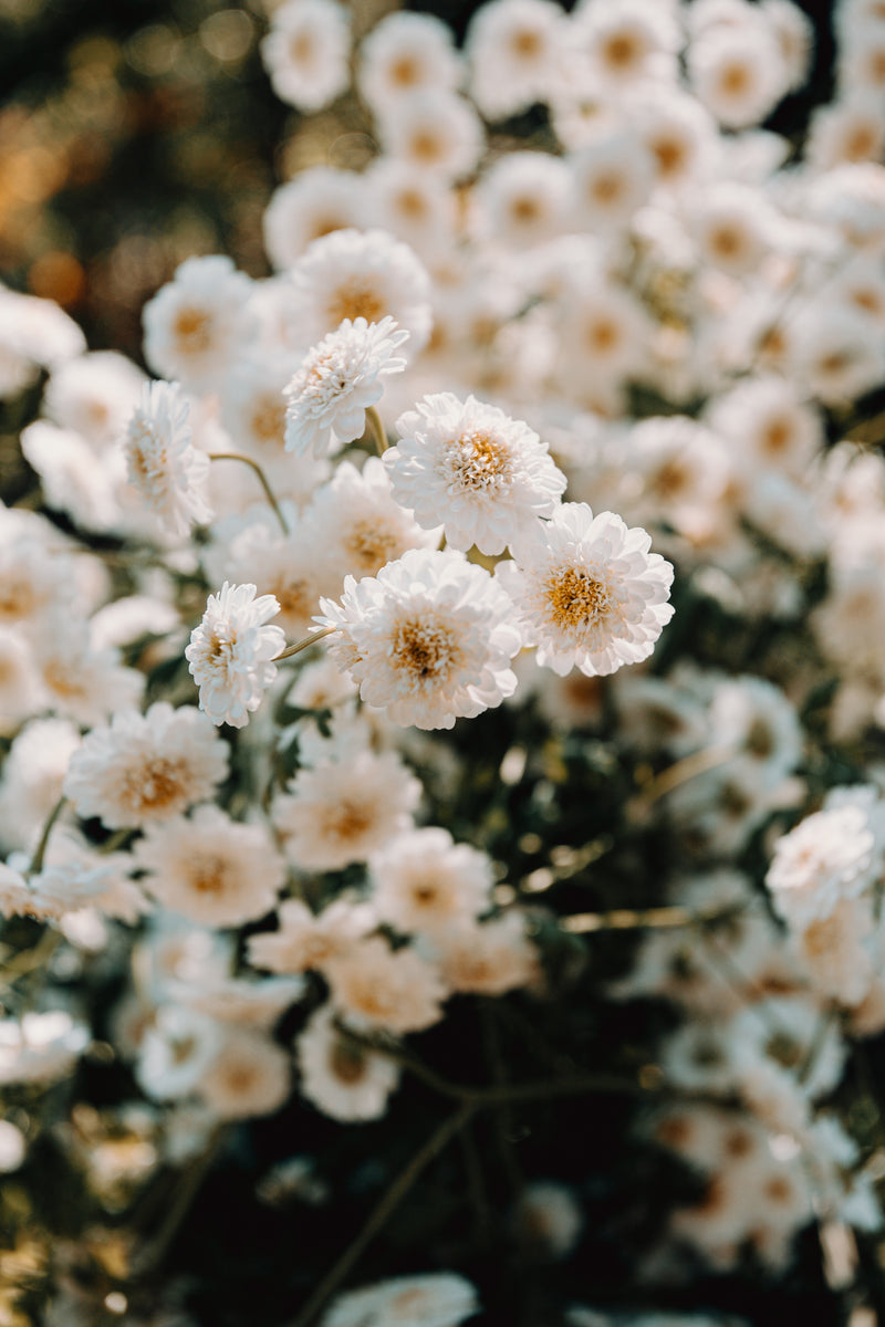 Allergy & Sinus Care